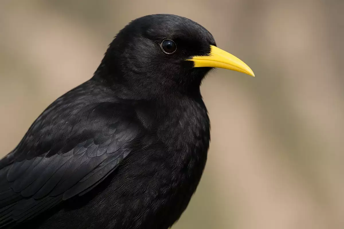 Chova piquigualda con pico amarillo en vuelo