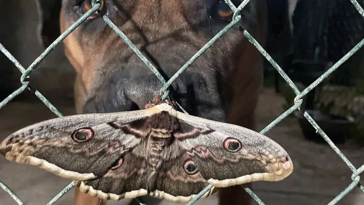 Saturnia pyri y cane corso italiano en el valle de Liébana