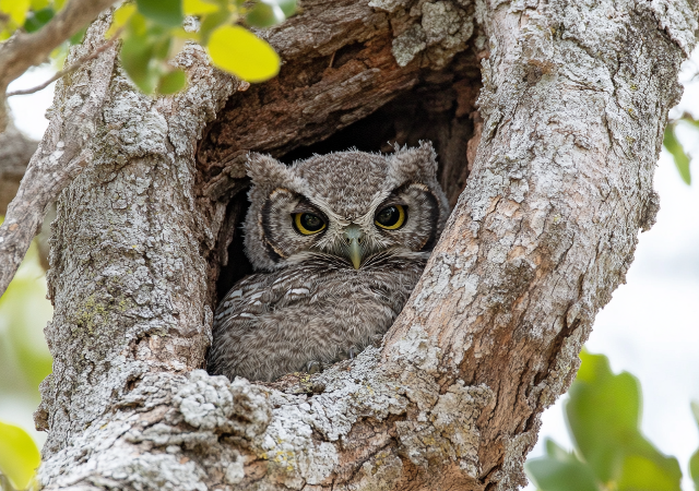 comprar cuadros de animales